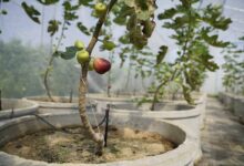 Halaman Full Cor Bukan Akhir, 10 Pohon Buah Ini Tetap Subur dan Cepat Berbuah