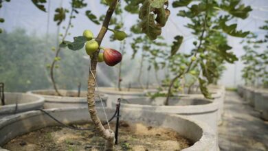 Halaman Full Cor Bukan Akhir, 10 Pohon Buah Ini Tetap Subur dan Cepat Berbuah