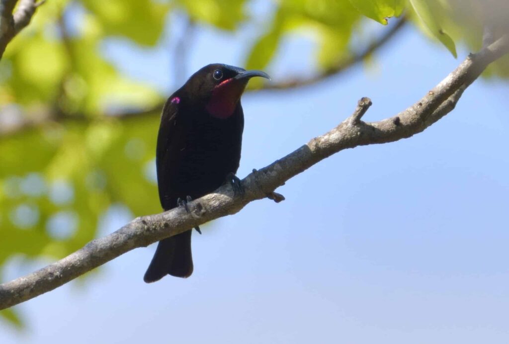 Burung Hitam Mengilap Ini Ternyata Punya Kilau Hijau-Ungu yang Mengejutkan