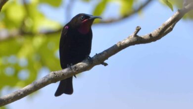 Burung Hitam Mengilap Ini Ternyata Punya Kilau Hijau-Ungu yang Mengejutkan