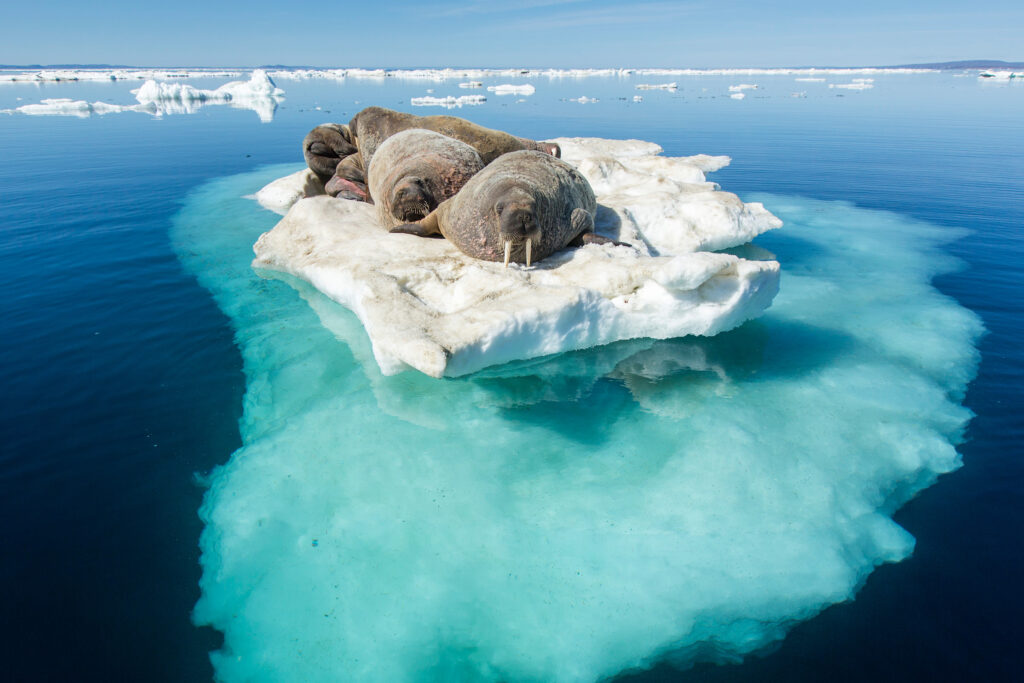 Walrus, Si Raksasa Berkumis di Arktik yang Ternyata Bisa Tahan Dingin Ekstrem