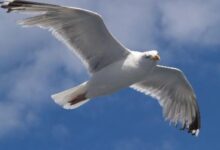 Sayap Burung Bukan Cuma Mengepak, Begini Cara Mereka Tetap Melayang Dan Berbelok￼