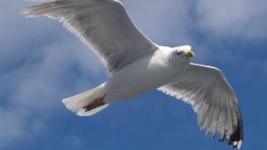 Sayap Burung Bukan Cuma Mengepak, Begini Cara Mereka Tetap Melayang Dan Berbelok