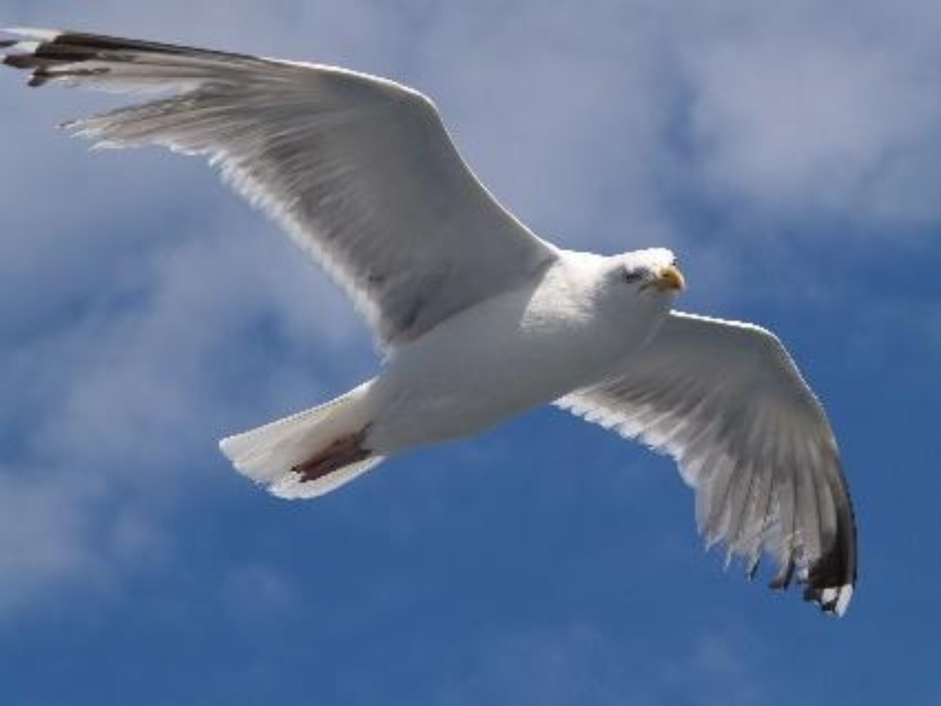 Sayap Burung Bukan Cuma Mengepak, Begini Cara Mereka Tetap Melayang Dan Berbelok