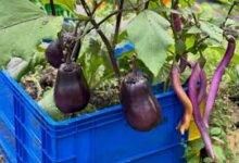 Rak Bekas Disulap Jadi Kebun Timun Gantung, Lahan Sempit Tetap Panen Rapi