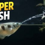 Archerfish Tak Asal Menyemprot, Ini Rahasia Akurasi Tajamnya Dari Bawah Air