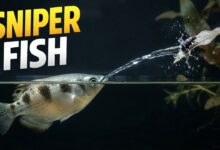 Archerfish Tak Asal Menyemprot, Ini Rahasia Akurasi Tajamnya Dari Bawah Air