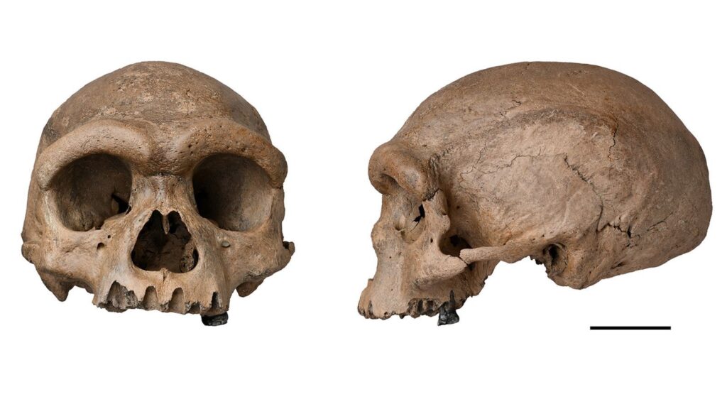 Fosil Homo Juluensis Di China Ubah Peta Asal-Usul Manusia, Ilmuwan Revisi Klasifikasi Ekstrem