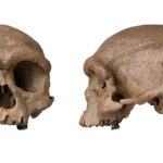 Fosil Homo Juluensis Di China Ubah Peta Asal-Usul Manusia, Ilmuwan Revisi Klasifikasi Ekstrem