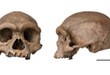 Fosil Homo Juluensis Di China Ubah Peta Asal-Usul Manusia, Ilmuwan Revisi Klasifikasi Ekstrem