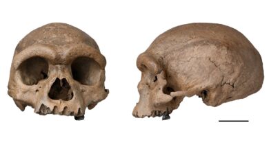 Fosil Homo Juluensis Di China Ubah Peta Asal-Usul Manusia, Ilmuwan Revisi Klasifikasi Ekstrem