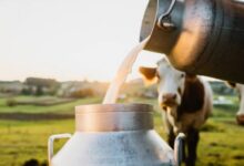 Di Balik Segelas Susu, Perjalanan Panjang Peternak Menjaga Nutrisi Tetap Utuh