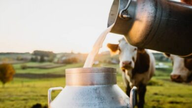 Di Balik Segelas Susu, Perjalanan Panjang Peternak Menjaga Nutrisi Tetap Utuh