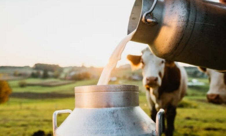 Di Balik Segelas Susu, Perjalanan Panjang Peternak Menjaga Nutrisi Tetap Utuh