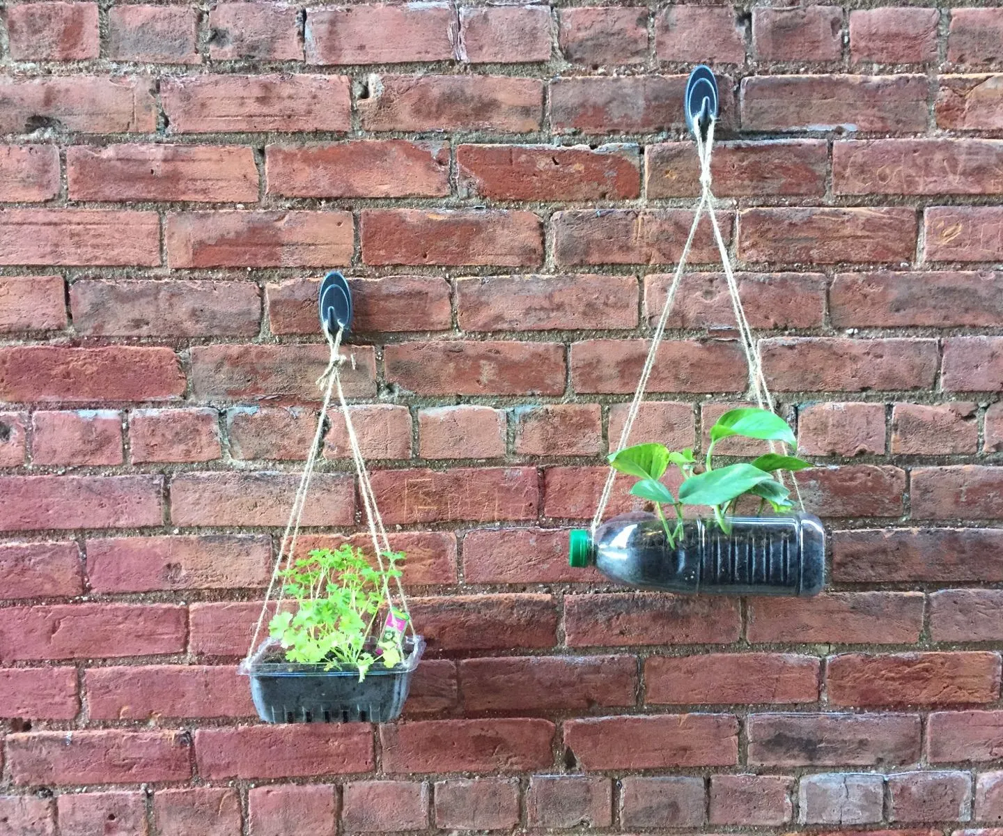 7 Kebun Gantung Dari Barang Bekas, Hemat Lahan Dan Lebih Aman Dari Tikus