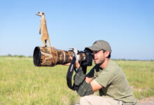 Prompt Gemini AI Ini Bikin Foto Biasa Terlihat Seperti Potret Fotografer Alam Liar Profesional