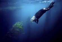 Berang-Berang Laut, Penjaga Kecil yang Menentukan Hidup-Matinya Hutan Kelp