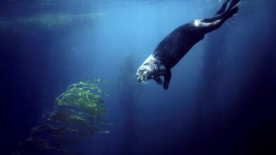 Berang-Berang Laut, Penjaga Kecil yang Menentukan Hidup-Matinya Hutan Kelp