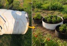 Ember Retak Jangan Dibuang, 6 Cara Murah Ubah Jadi Kebun Sayur Produktif