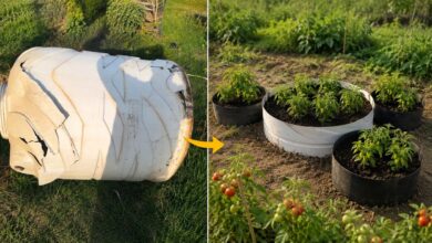 Ember Retak Jangan Dibuang, 6 Cara Murah Ubah Jadi Kebun Sayur Produktif