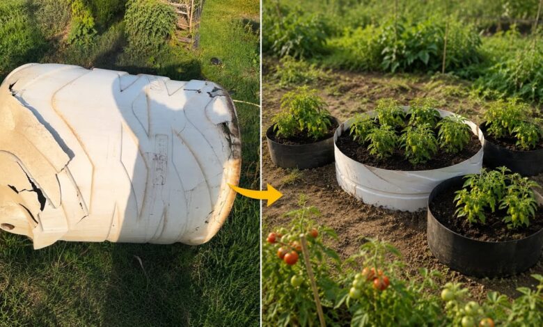 Ember Retak Jangan Dibuang, 6 Cara Murah Ubah Jadi Kebun Sayur Produktif
