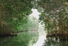 Kenaikan Laut Mengubah Mangrove, Dari Penyerap Karbon Menjadi Sumber Emisi