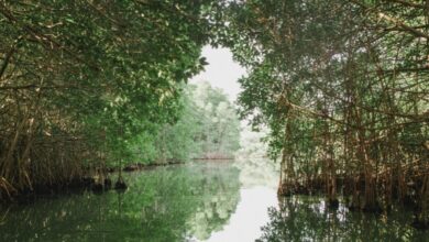 Kenaikan Laut Mengubah Mangrove, Dari Penyerap Karbon Menjadi Sumber Emisi