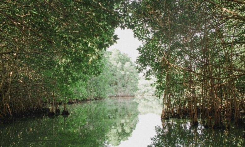 Kenaikan Laut Mengubah Mangrove, Dari Penyerap Karbon Menjadi Sumber Emisi