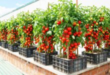 7 Ide Kebun Tomat Ceri Gantung, Balkon Sempit Bisa Jadi Sudut Panen Segar