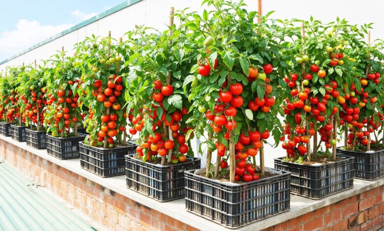 7 Ide Kebun Tomat Ceri Gantung, Balkon Sempit Bisa Jadi Sudut Panen Segar