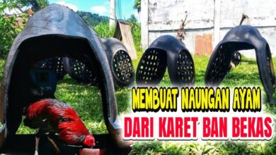 Kandang Ayam Dari Drum Bekas Bisa Dipindah, Murah Dirawat, dan Lebih Higienis