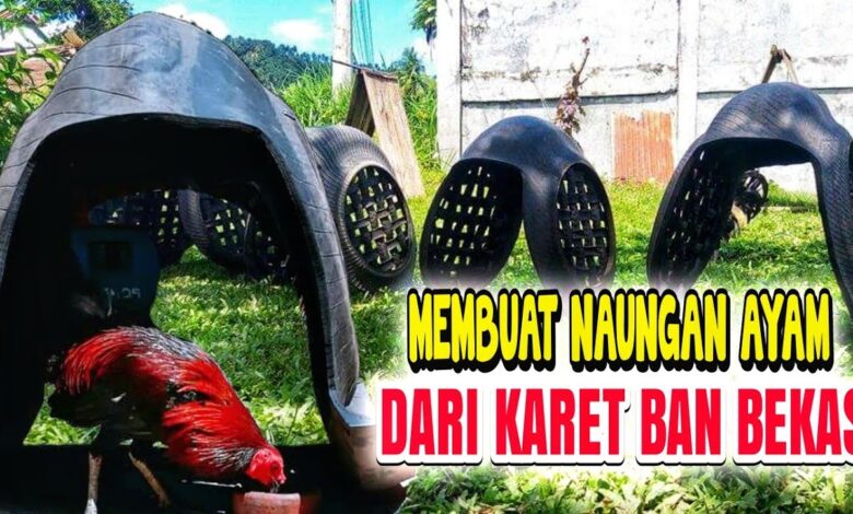 Kandang Ayam Dari Drum Bekas Bisa Dipindah, Murah Dirawat, dan Lebih Higienis