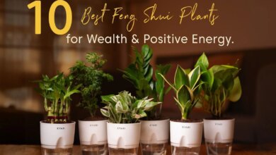 7 Tanaman Hias Feng Shui yang Dipercaya Bikin Rumah Terasa Lebih Hoki