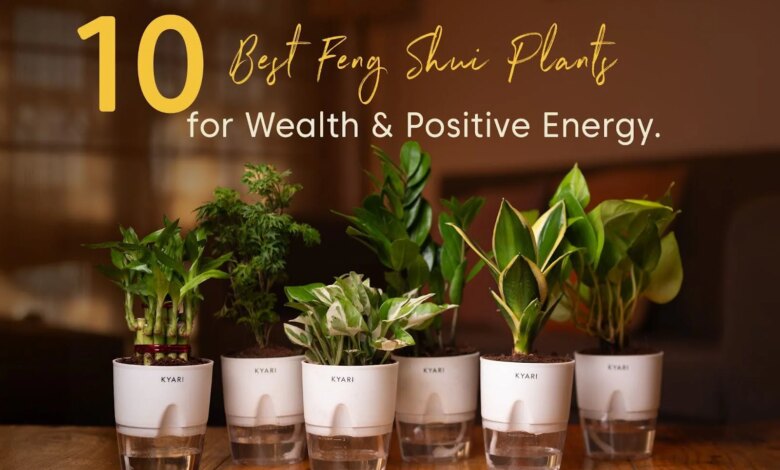 7 Tanaman Hias Feng Shui yang Dipercaya Bikin Rumah Terasa Lebih Hoki
