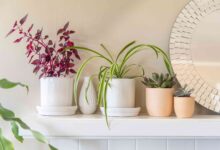 5 Tanaman Indoor Pembawa Hoki yang Cantik dan Dipercaya Tarik Energi Positif