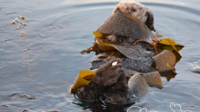 Bukan Sekadar Lucu, Ini Alasan Berang-Berang Laut Membungkus Diri dengan Kelp