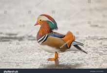 Bebek Mandarin Jantan Lebih Mencolok, Betinanya Punya Keunikan yang Langka
