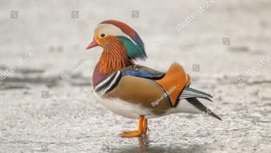 Bebek Mandarin Jantan Lebih Mencolok, Betinanya Punya Keunikan yang Langka