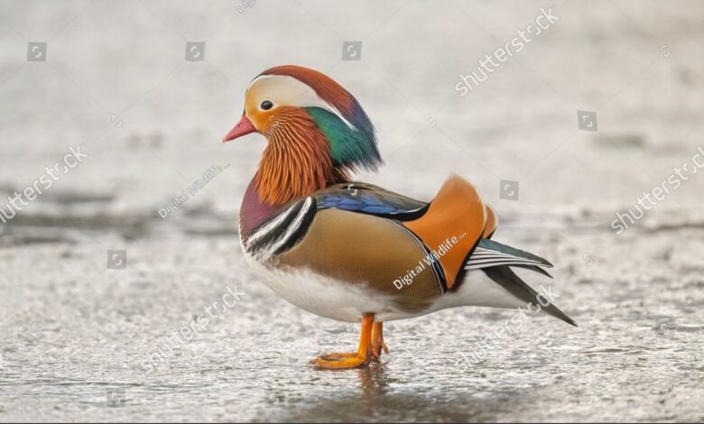 Bebek Mandarin Jantan Lebih Mencolok, Betinanya Punya Keunikan yang Langka