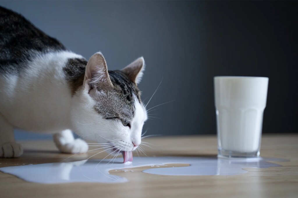 Susu Sapi Bukan Minuman Aman untuk Kucing, Risiko Intoleransi Laktosa Sering Terabaikan