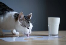 Susu Sapi Bukan Minuman Aman untuk Kucing, Risiko Intoleransi Laktosa Sering Terabaikan