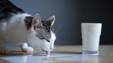 Susu Sapi Bukan Minuman Aman untuk Kucing, Risiko Intoleransi Laktosa Sering Terabaikan