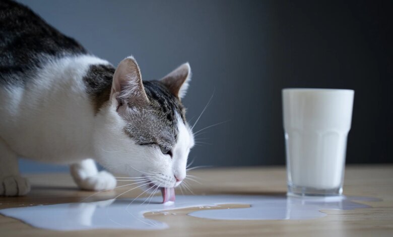 Susu Sapi Bukan Minuman Aman untuk Kucing, Risiko Intoleransi Laktosa Sering Terabaikan