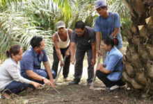 PalmCo Di Posisi Teratas Pendamping PSR, Cara Mainnya Bikin Beda