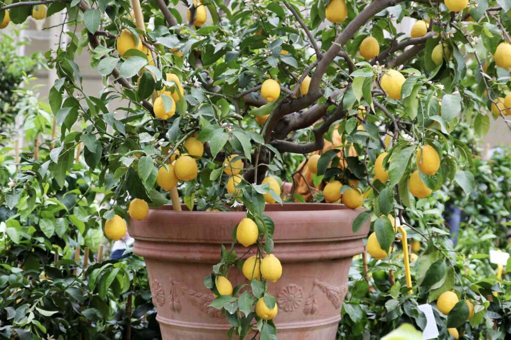 7 Pohon Buah untuk Lahan Sempit, Aman Dekat Carport dan Tak Bikin Lantai Naik