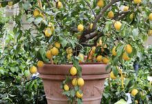 7 Pohon Buah untuk Lahan Sempit, Aman Dekat Carport dan Tak Bikin Lantai Naik