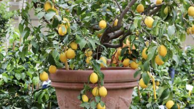7 Pohon Buah untuk Lahan Sempit, Aman Dekat Carport dan Tak Bikin Lantai Naik