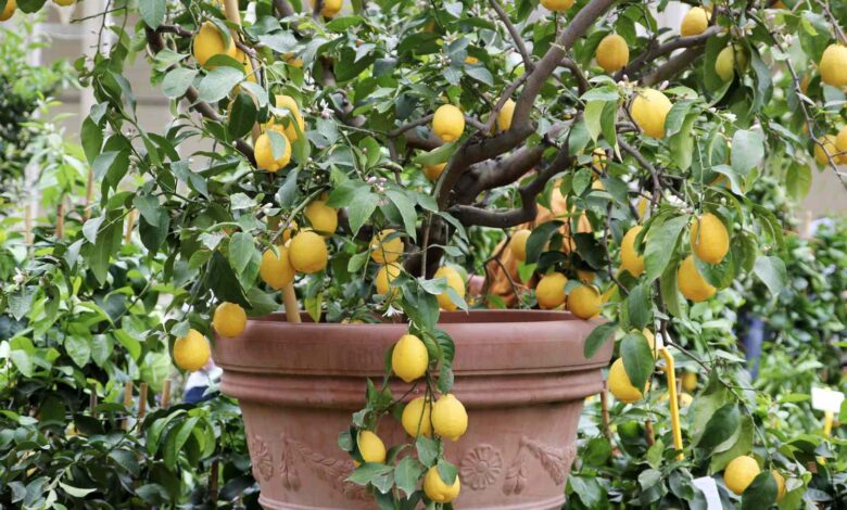 7 Pohon Buah untuk Lahan Sempit, Aman Dekat Carport dan Tak Bikin Lantai Naik