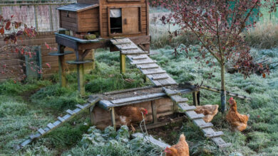 Kandang Ayam Terlalu Dekat Bisa Ganggu Rumah, Ini Jarak Aman yang Perlu Dipikirkan