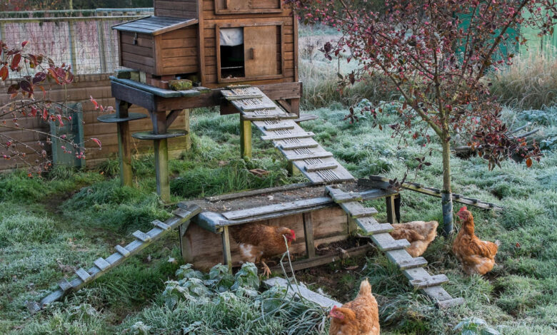 Kandang Ayam Terlalu Dekat Bisa Ganggu Rumah, Ini Jarak Aman yang Perlu Dipikirkan